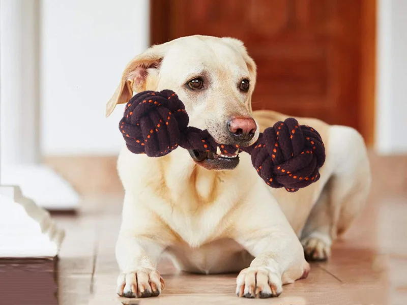 So wählen Sie Hundekauenspielzeug？？
