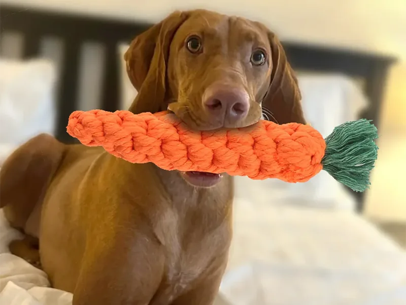 Arten von Hundekauenspielzeugen
